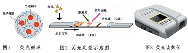 玉米赤霉烯酮熒光定量檢測(cè)試紙條