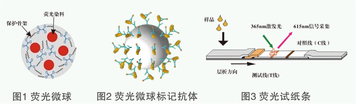 克倫特羅熒光檢測試紙條原理圖