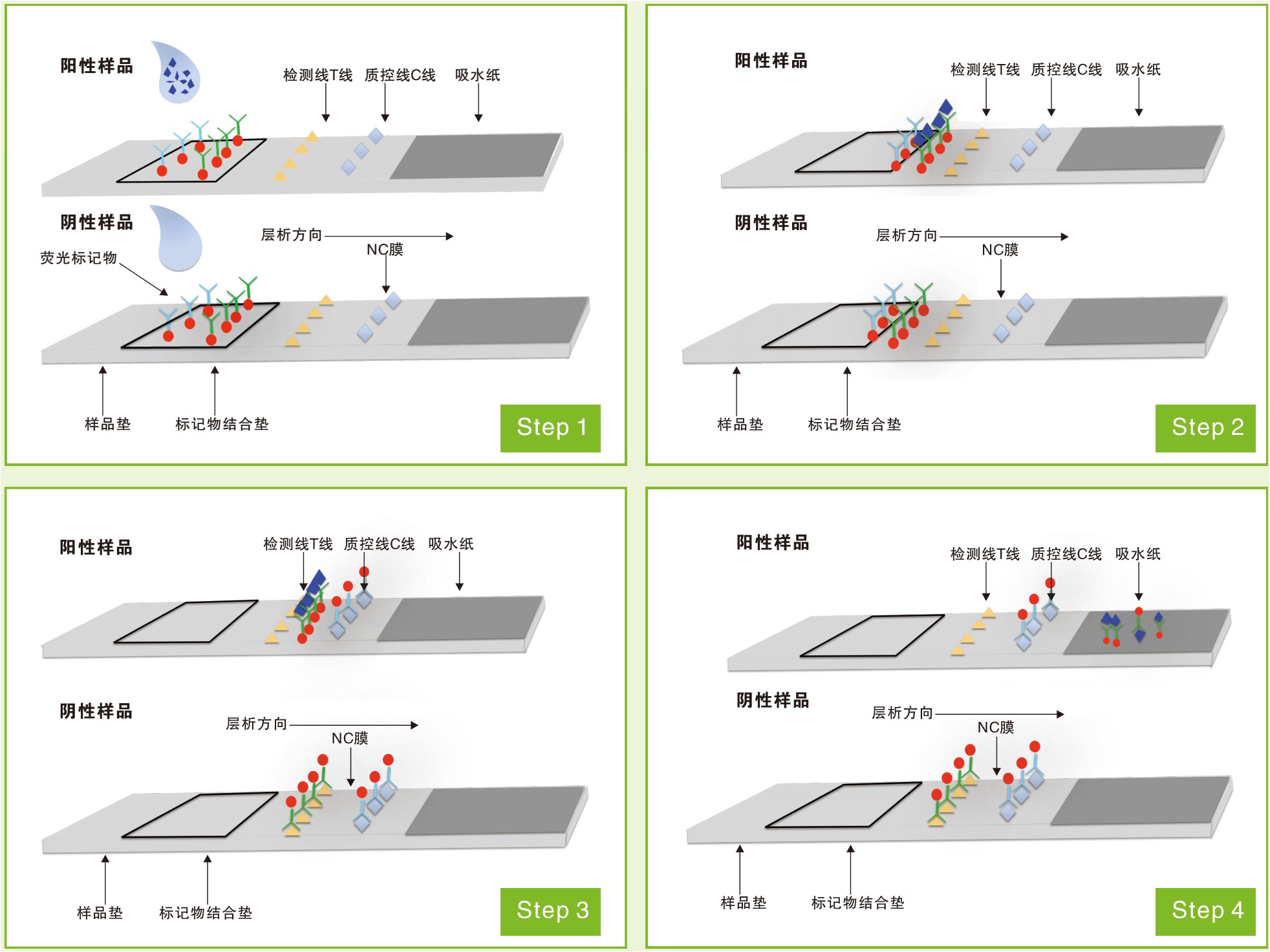 熒光定量免疫層析檢測(cè)過程