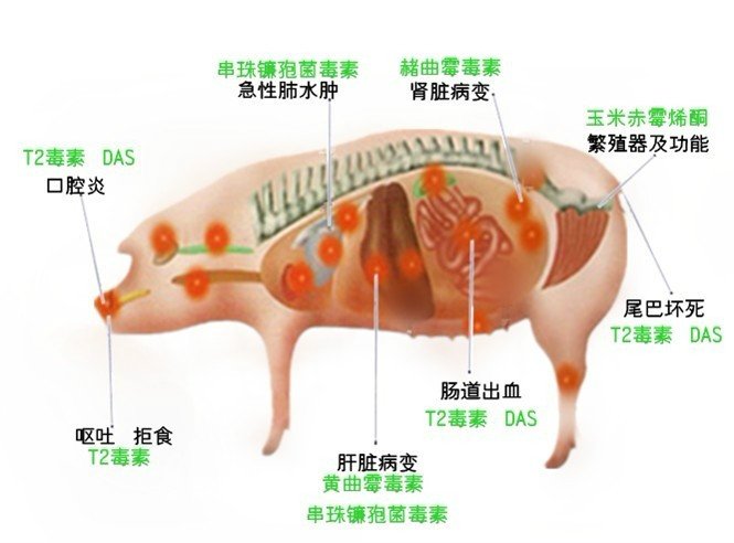 霉菌毒素對豬的危害