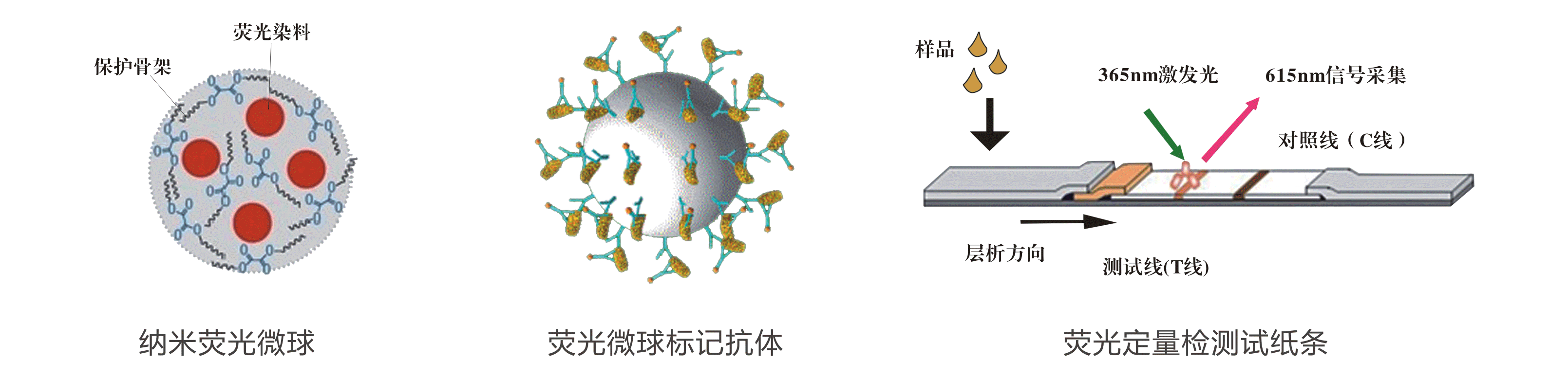 熒光定量檢測(cè)原理