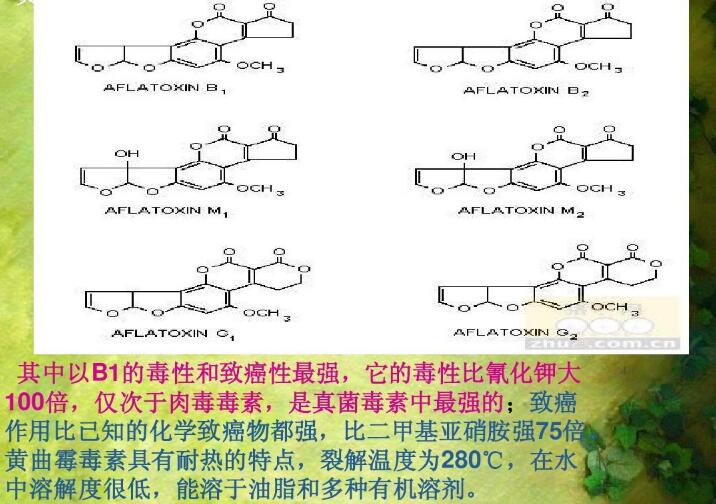  四、黃曲霉毒素的性質(zhì)