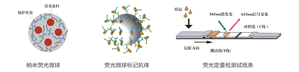 仲丁靈熒光定量快速檢測卡/試紙條