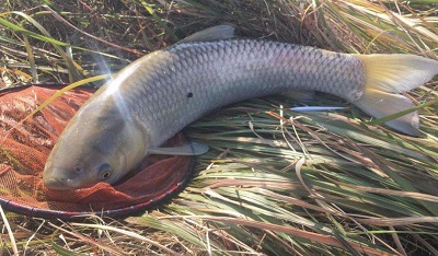 大型魚(yú)類重金屬超標(biāo)